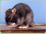 rat control Workington