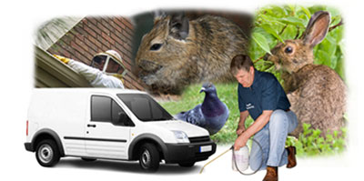 Workington local van